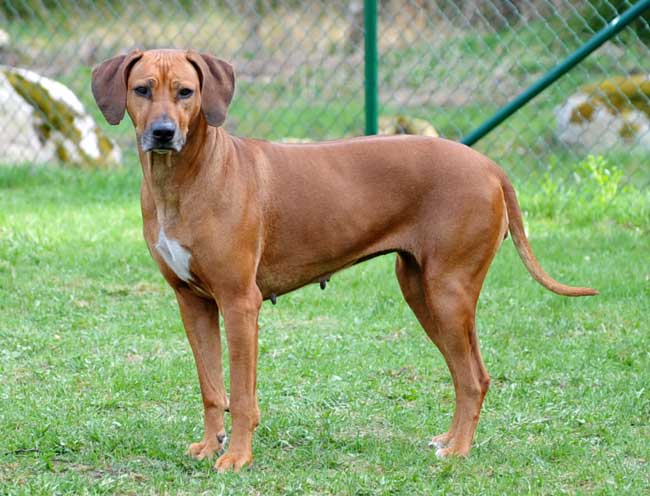 African Braveheart - Rhodesian Ridgebacks